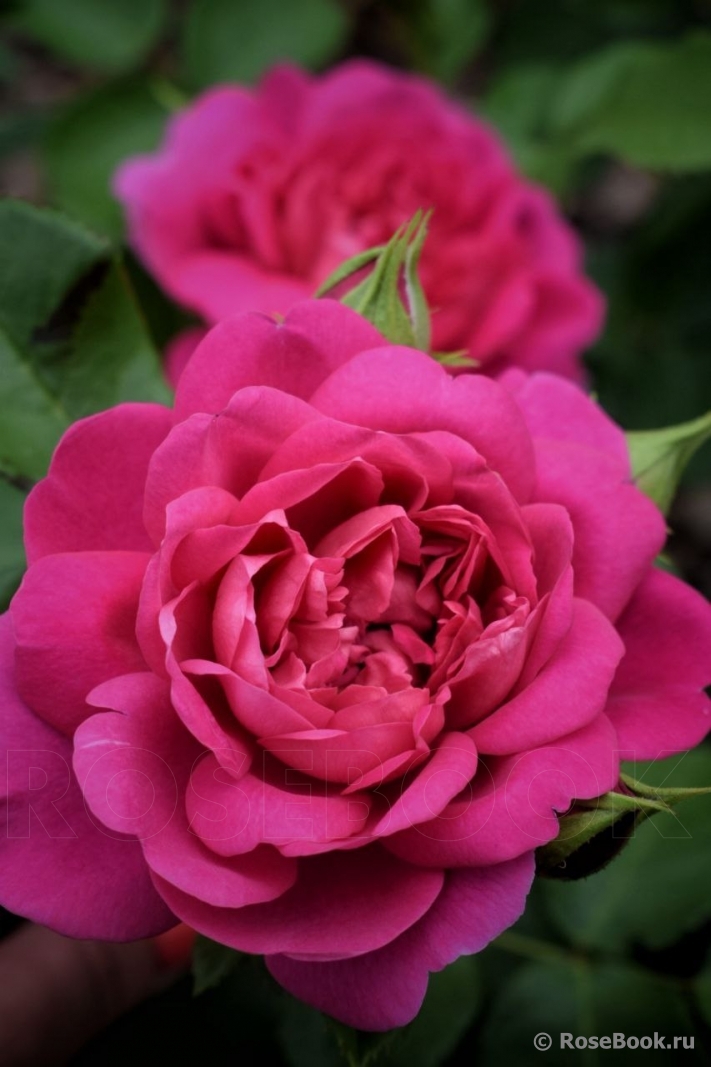 Princess Anne 