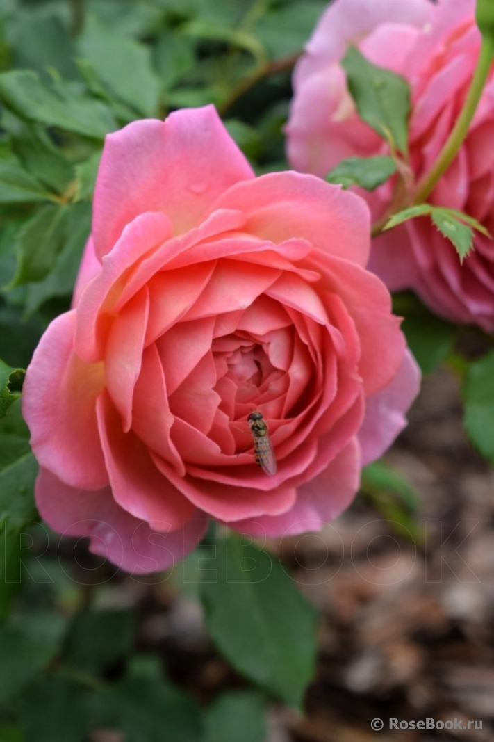 Jubilee Celebration®
