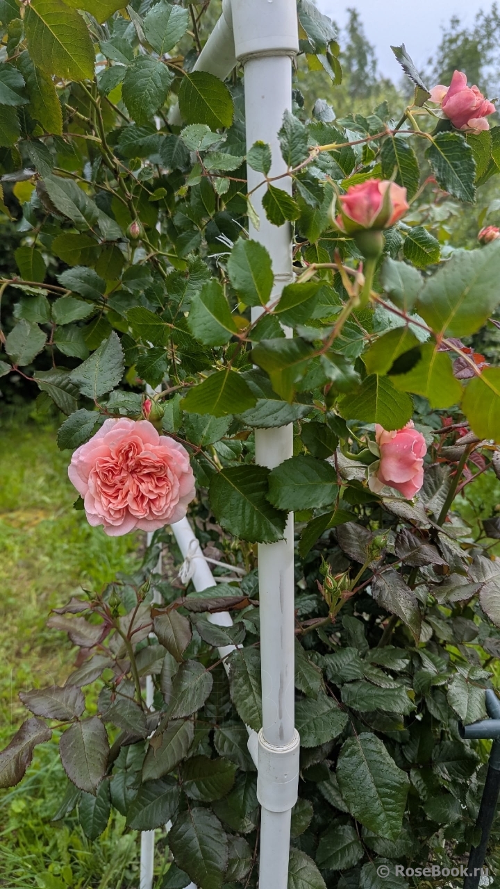 Rose de Tolbiac ®