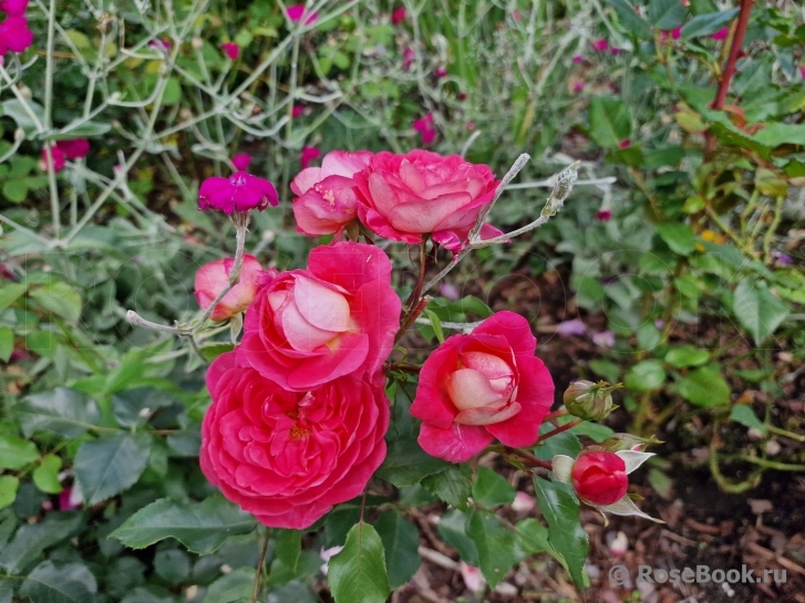 Salmon Flower Circus 