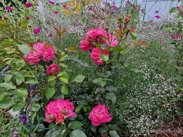 Salmon Flower Circus 
