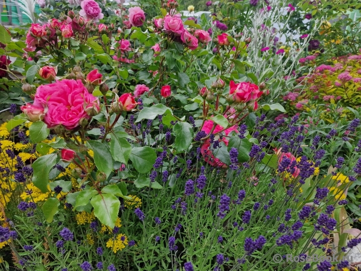 Salmon Flower Circus 