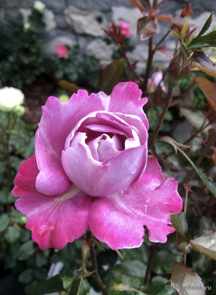 Boul de Parfum