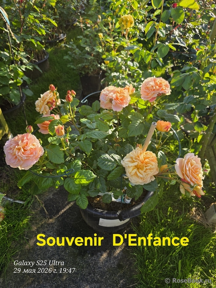 Souvenir d'Enfance
