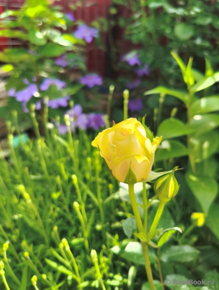 Tete d'Or