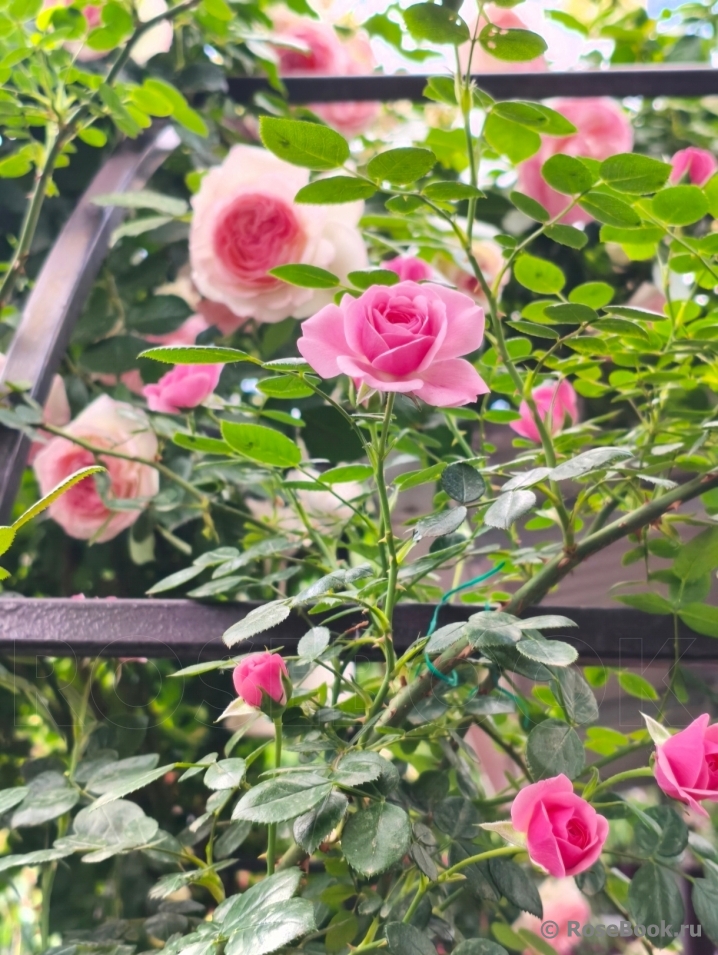 Starlet®-Rose Eva®