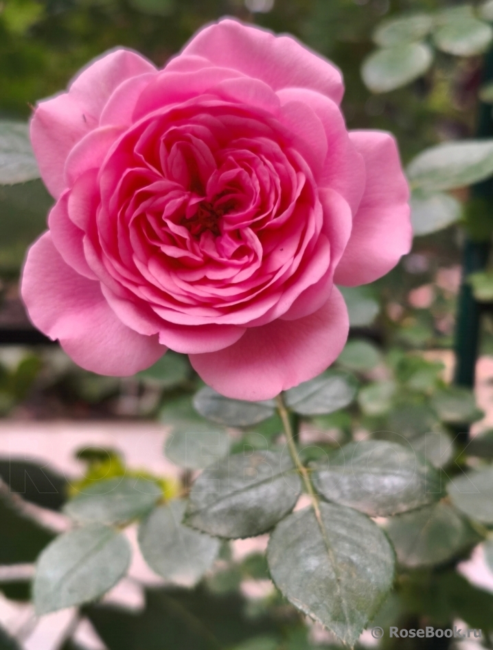 Starlet®-Rose Eva®