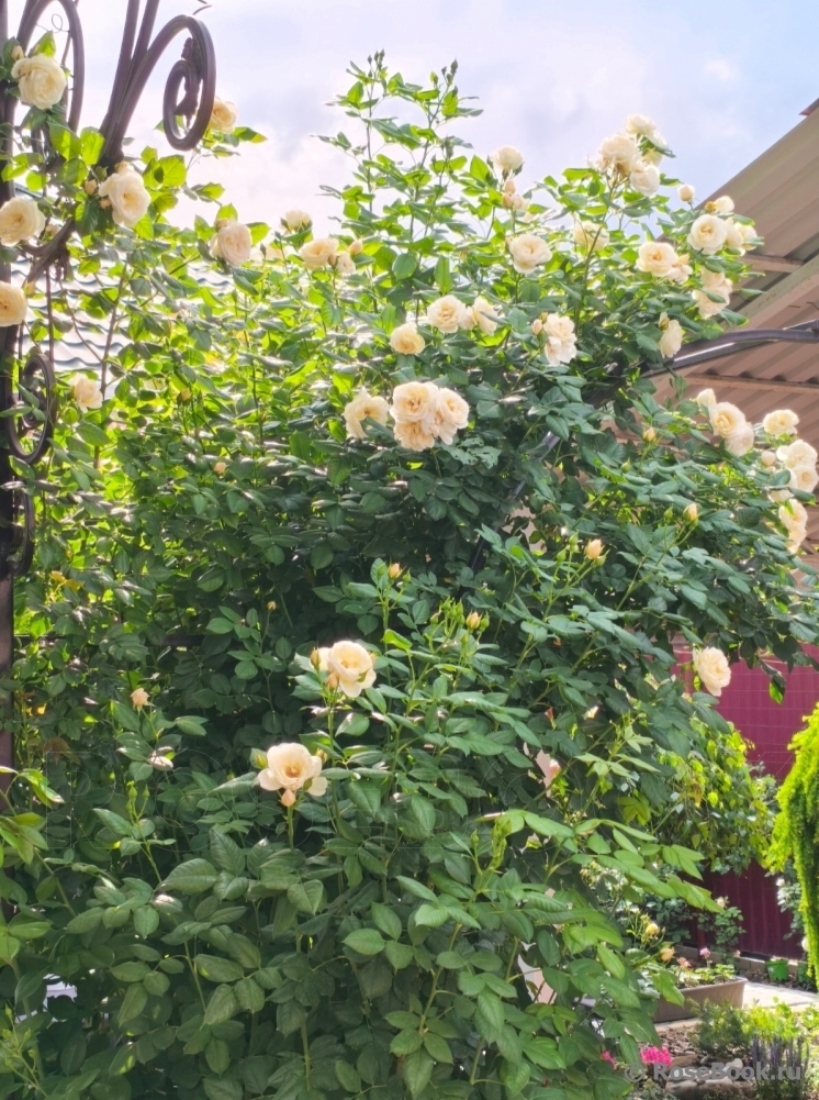 Uetersener Klosterrose