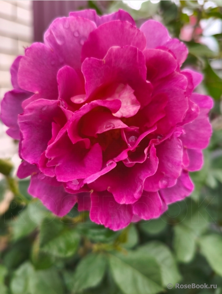 Blauwestad