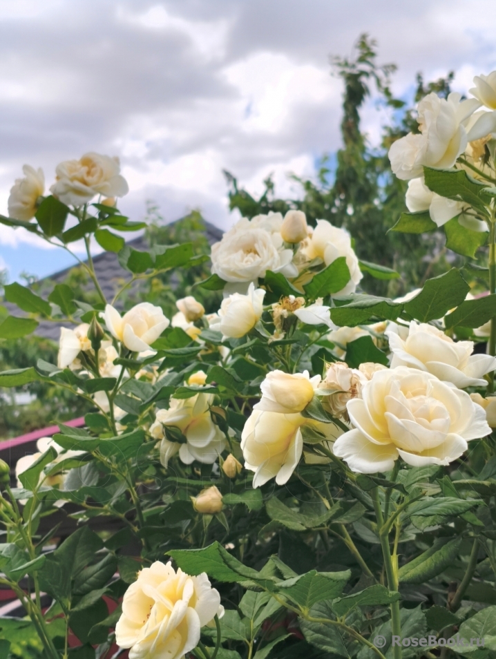 Uetersener Klosterrose