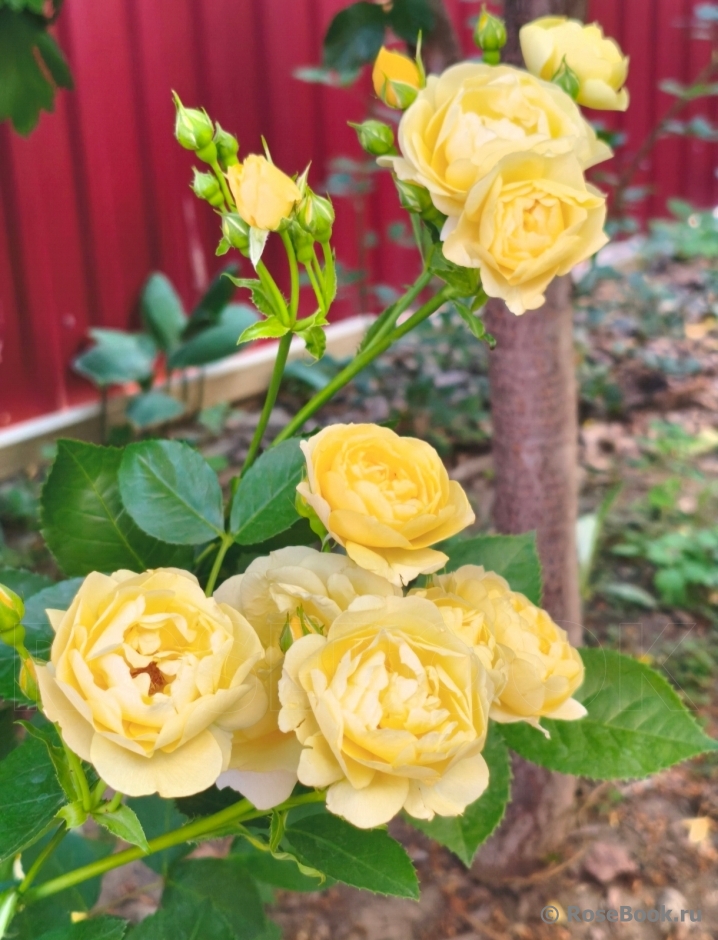Golden Border