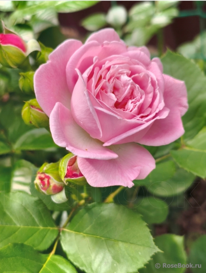 Rosengräfin Marie Henriette