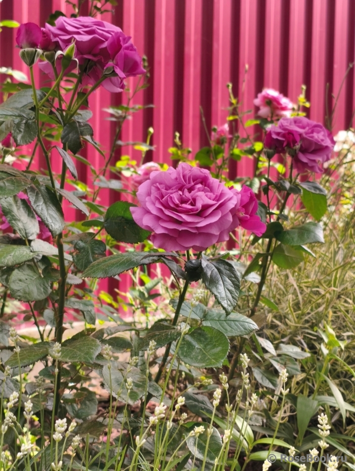 Thank You Rose