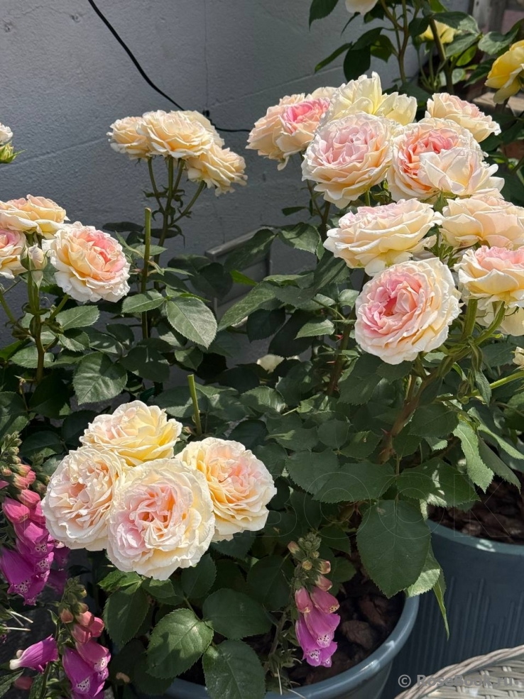 Beverley’s Blush