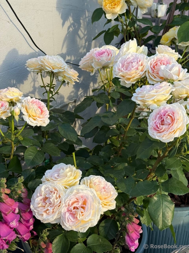 Beverley’s Blush