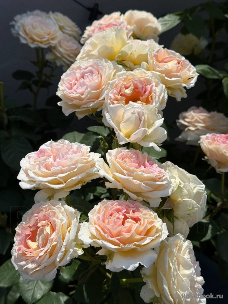 Beverley’s Blush