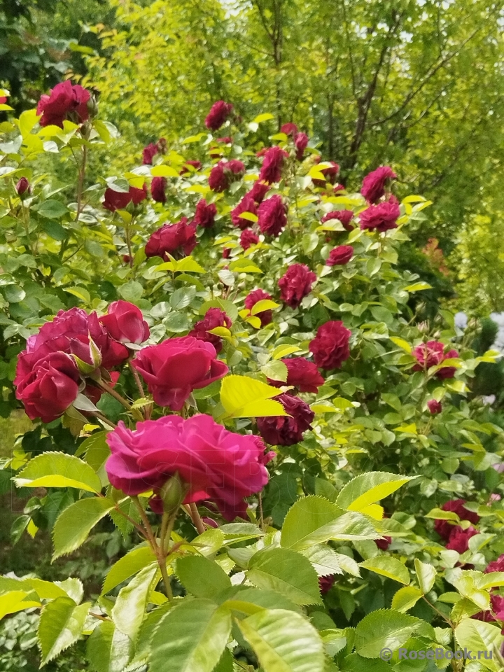 Katie's Rose