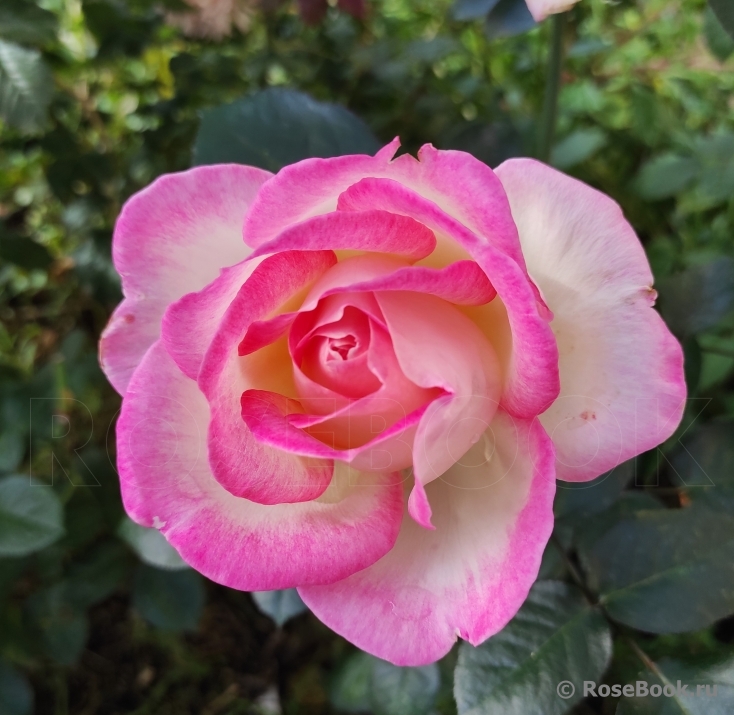 Princesse de Monaco