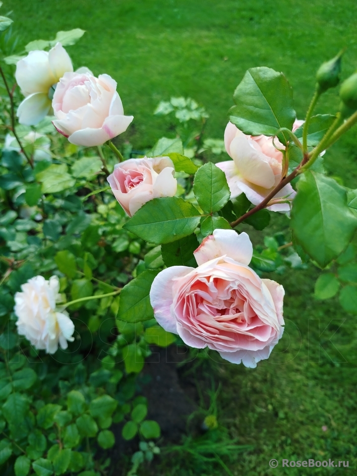 Abraham Darby