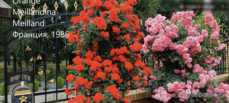 Orange Meillandina Cl