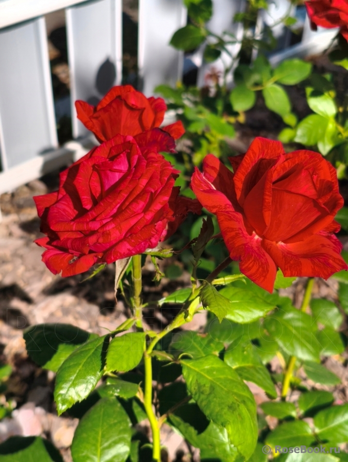 Red Intuition