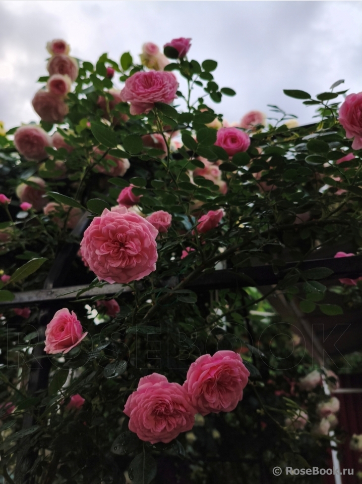 Starlet®-Rose Eva®