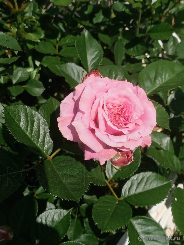 Amaretto-