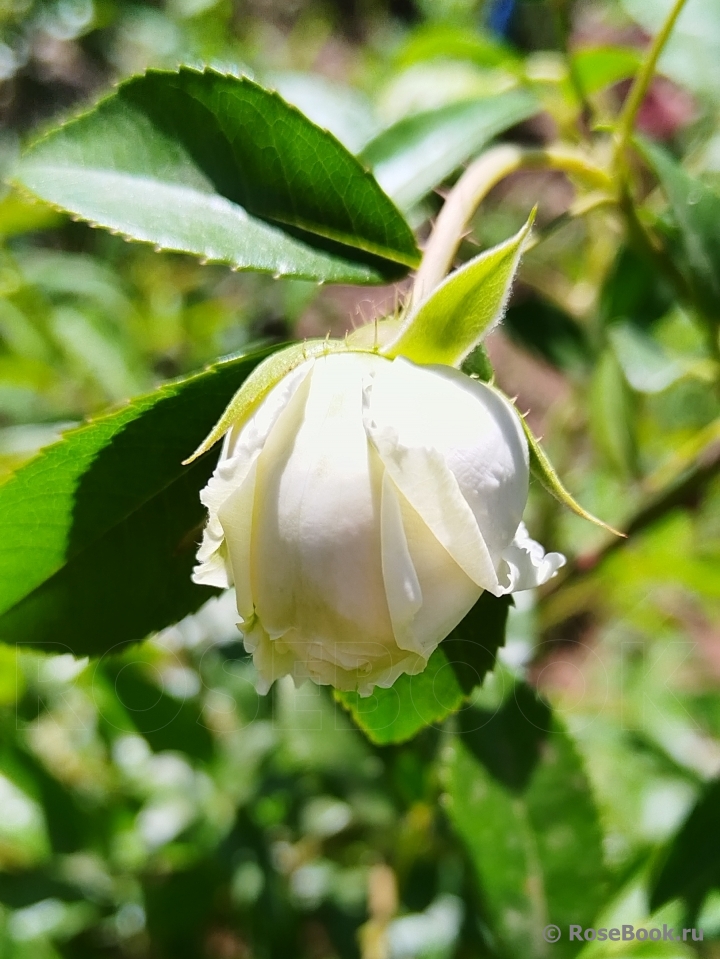 Rosa banksiae alba