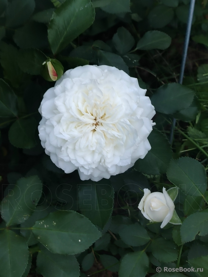 White Meidiland