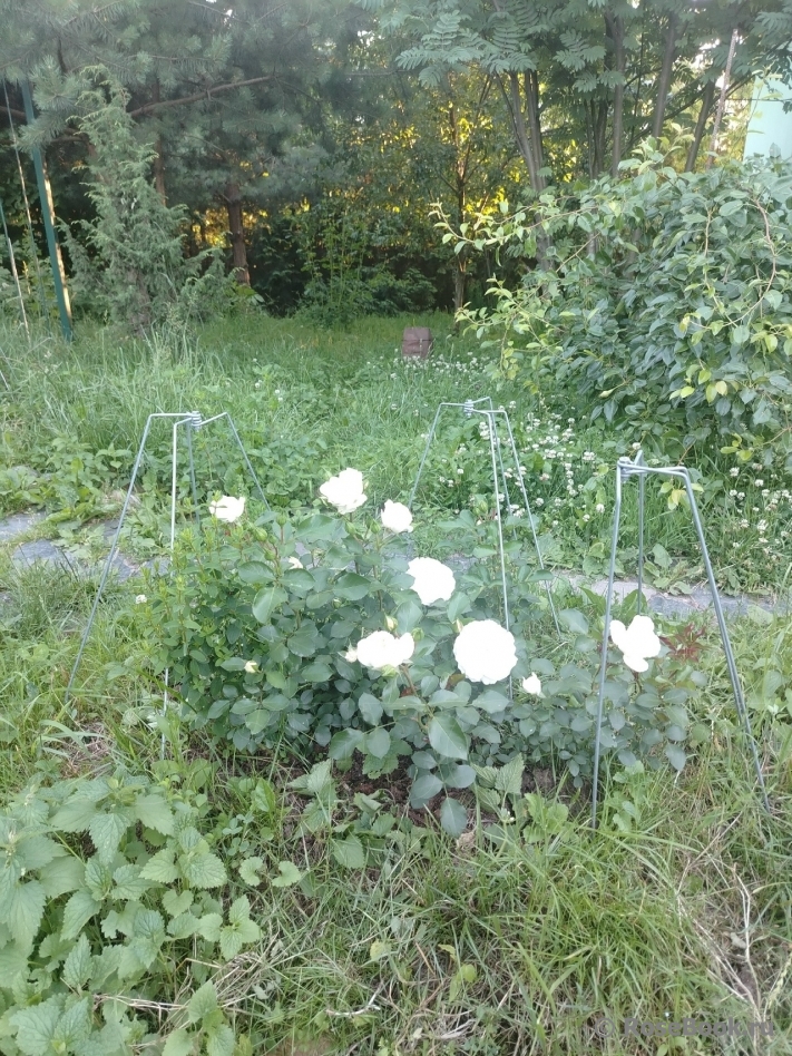 White Meidiland