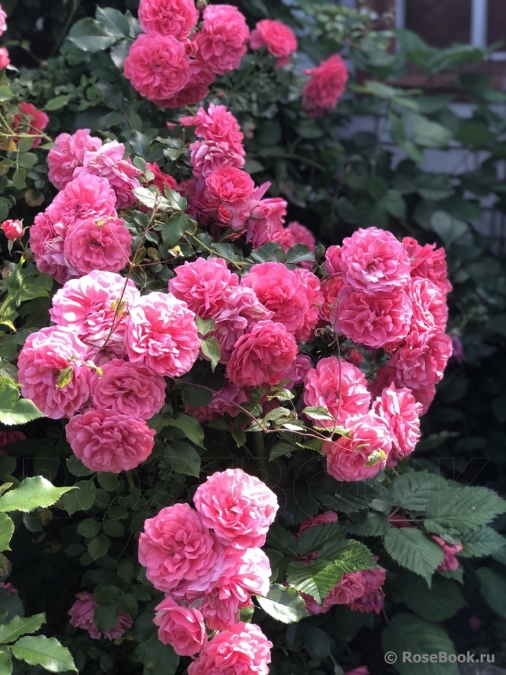 Rosarium Uetersen