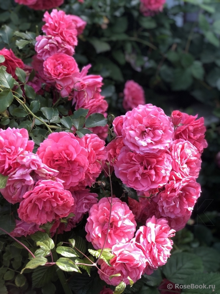 Rosarium Uetersen