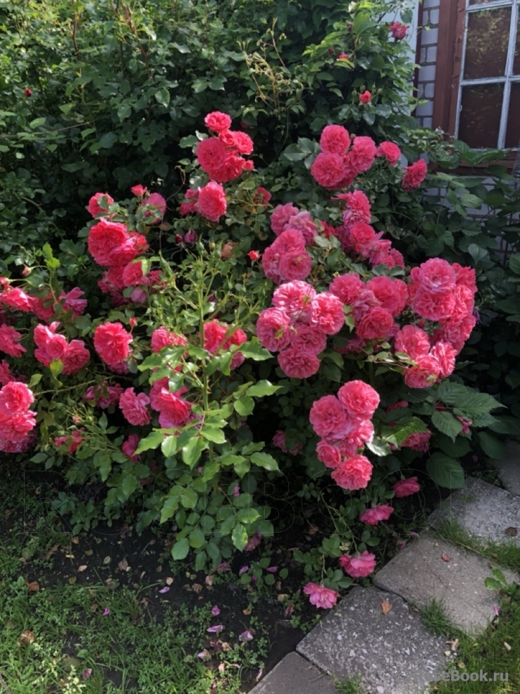 Rosarium Uetersen
