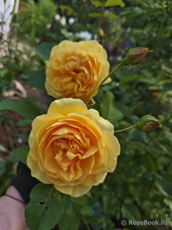 Golden Celebration®