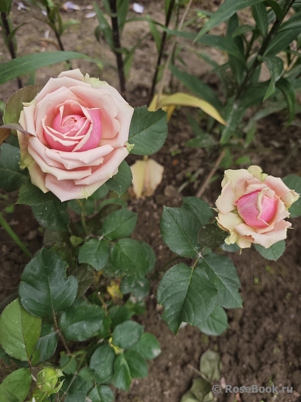 Eden Romantica ®