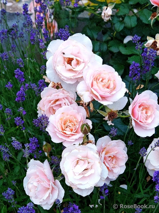 Rosa Drina Reka