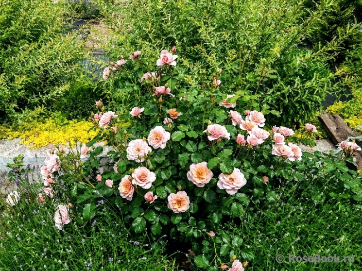 Rosa Drina Reka