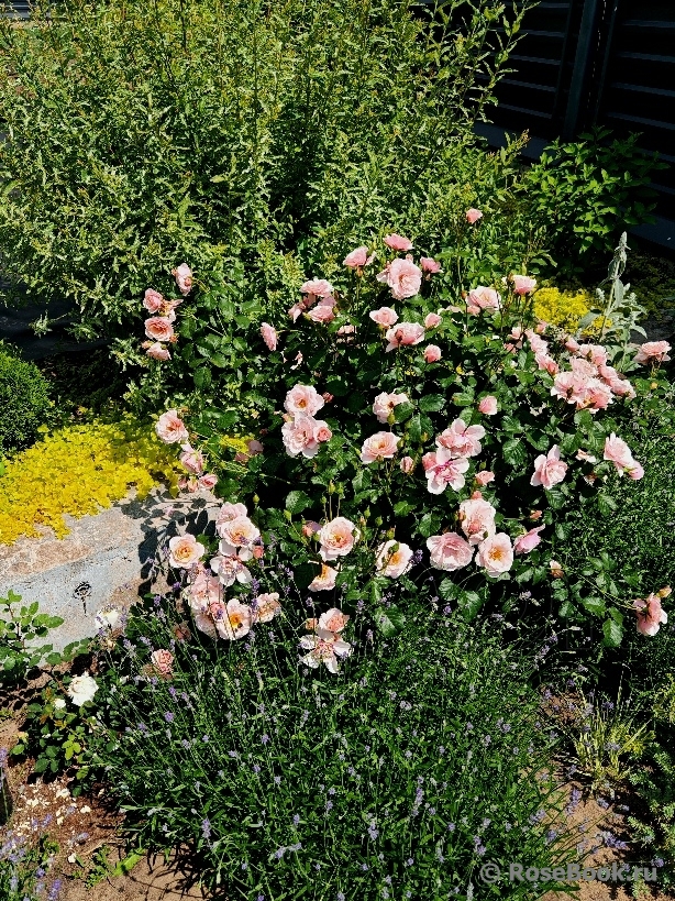 Rosa Drina Reka
