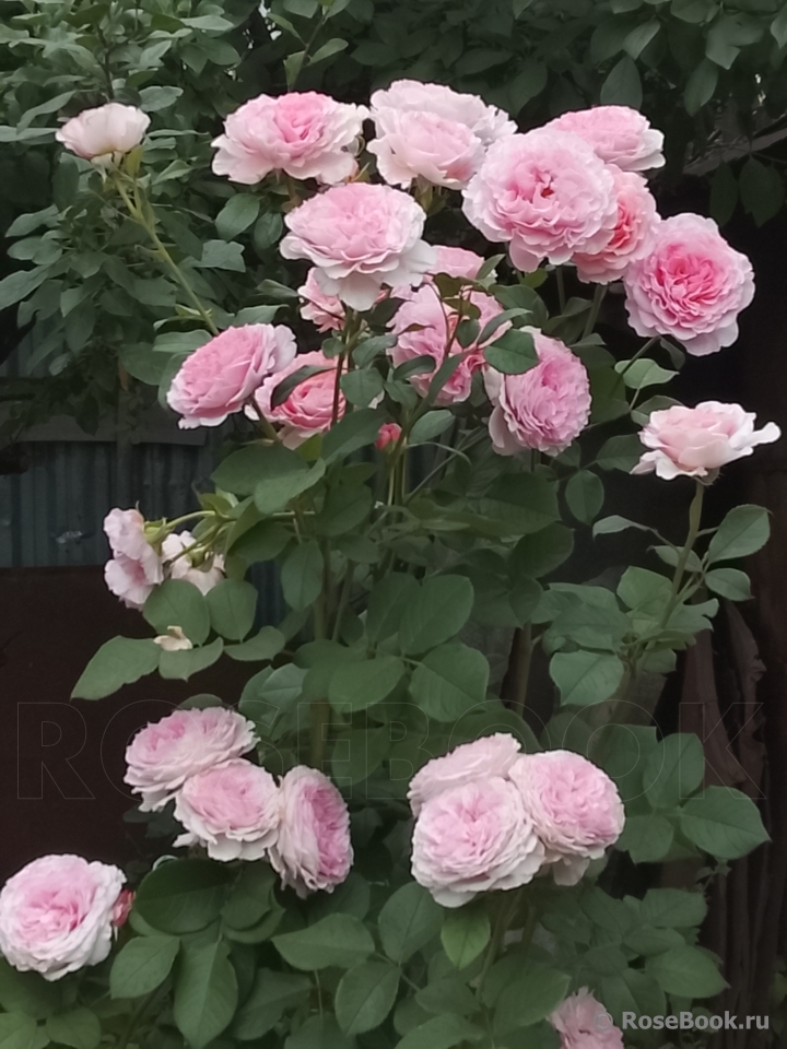 Alexandra - Princesse de Luxembourg ®