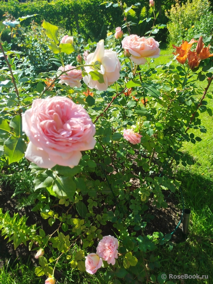 Abraham Darby