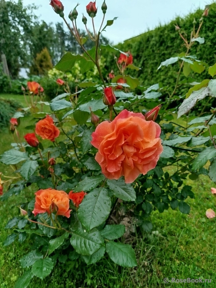 Westerland