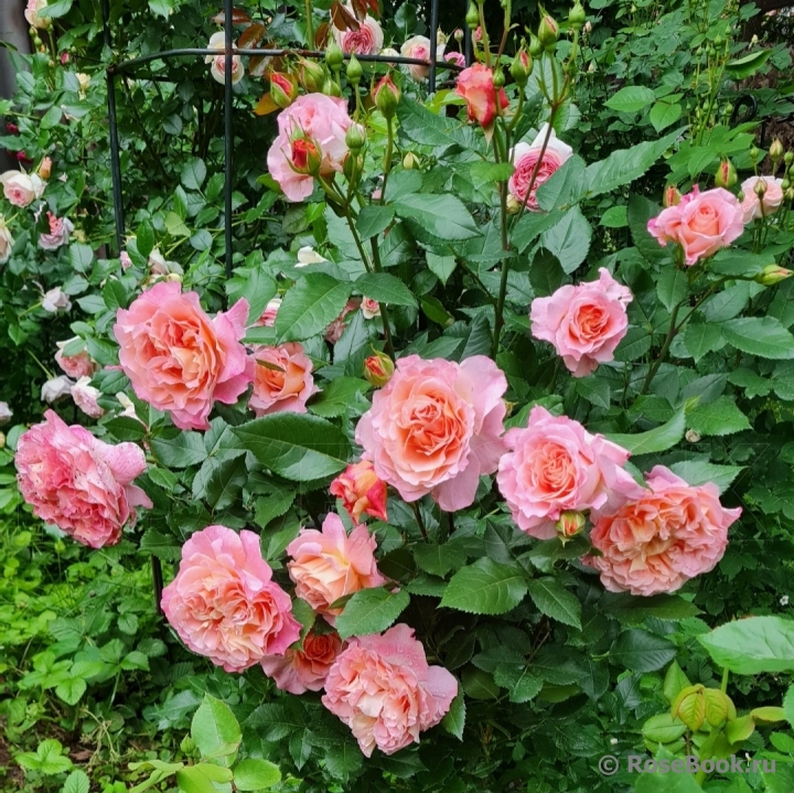 Augusta Luise
