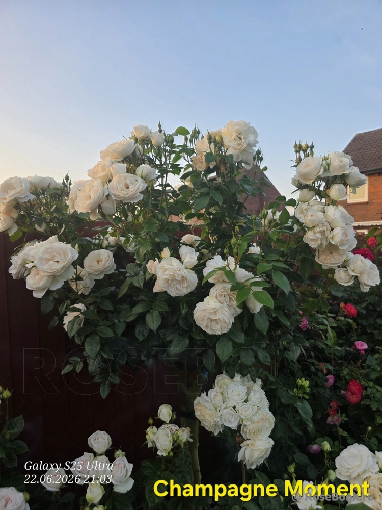 Lions Rose