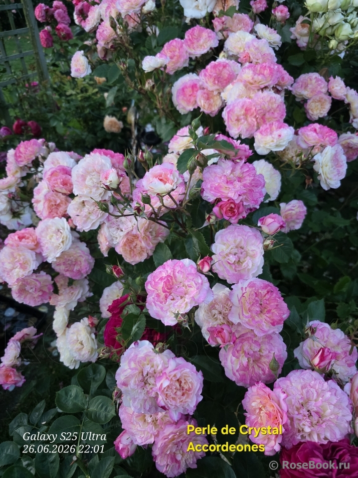 Perle de cristal des accordeons Maugein ®