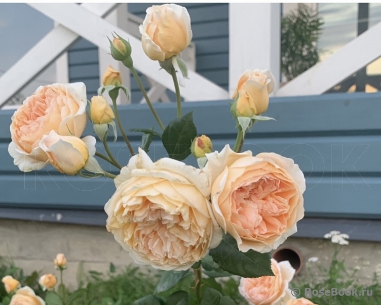Crown Princess Margareta®