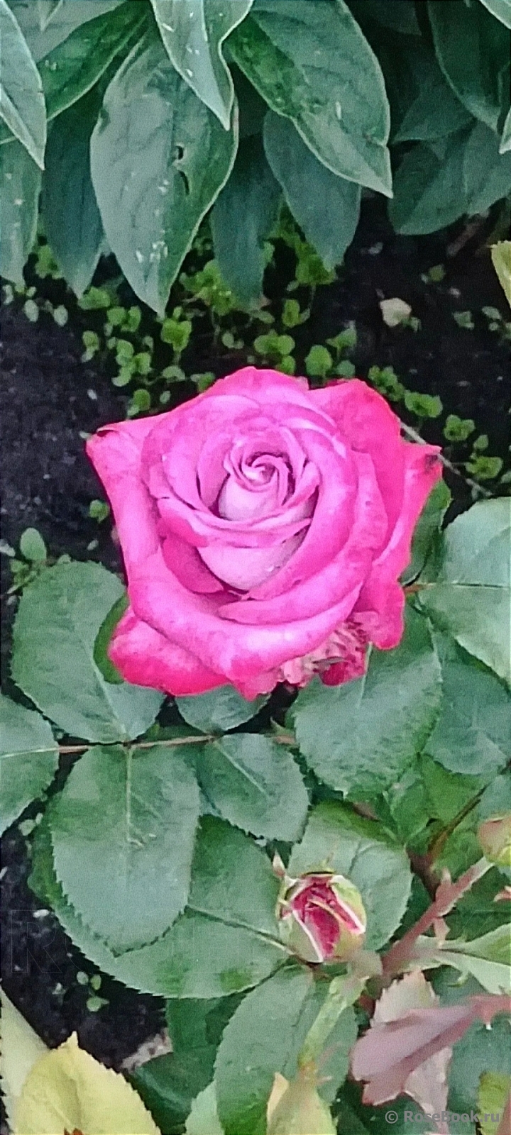 Deep Purple 