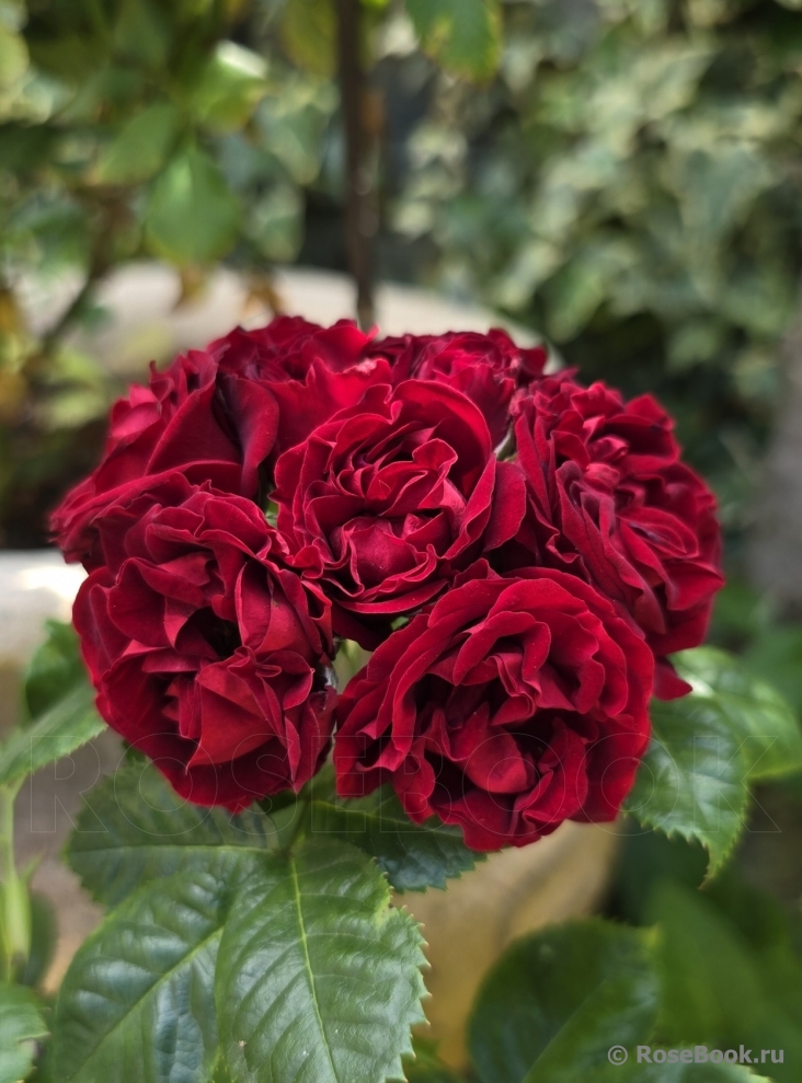 Black Jack