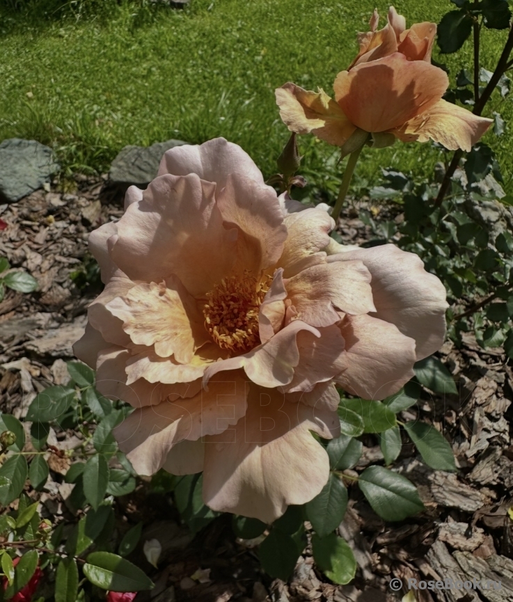 Julia's Rose