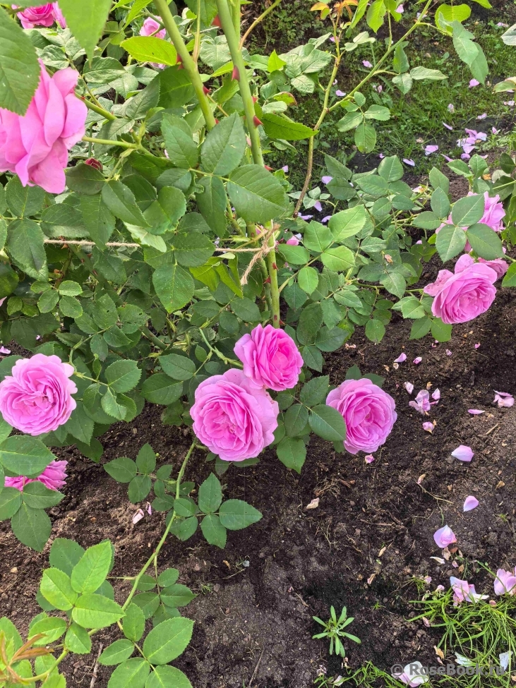 Comte de Chambord