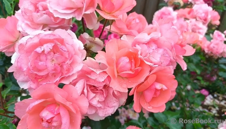 Jardins de France 